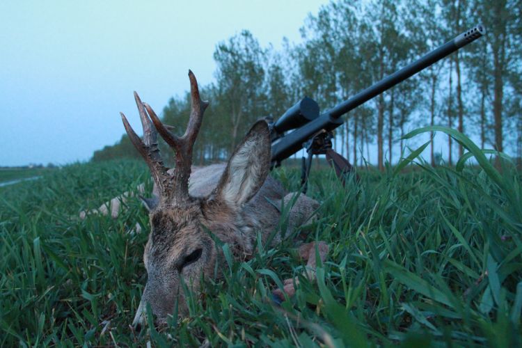 őzbak vadászat, Cigánd